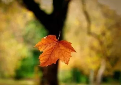 Chiếc lá lìa cành