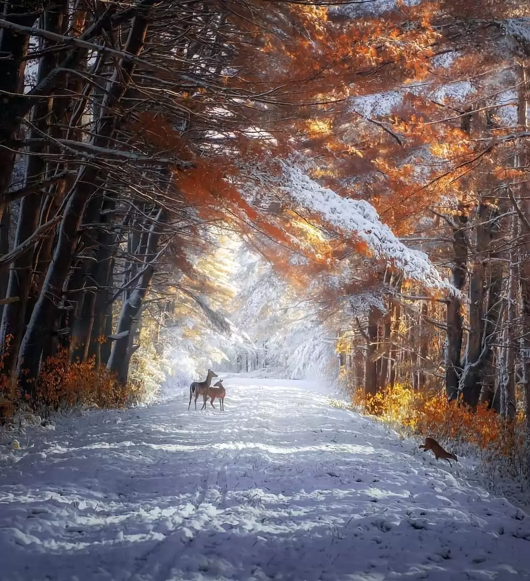 CẠN THÁNG MƯỜI HAI