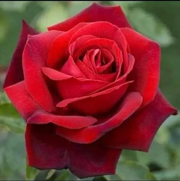 KHÉP LẠI TÌNH ĐẦU