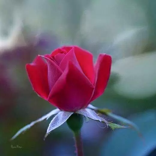 GIẤC MỘNG BÌNH YÊN