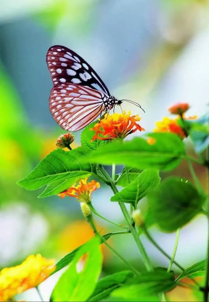 GOM HẾT NỖI BUỒN THẢ GIÓ CUỐN ĐI EM…!