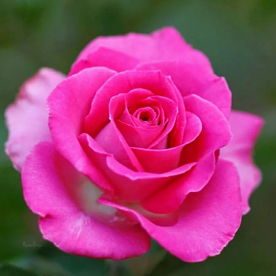 PHẢI CHĂNG EM SAI?