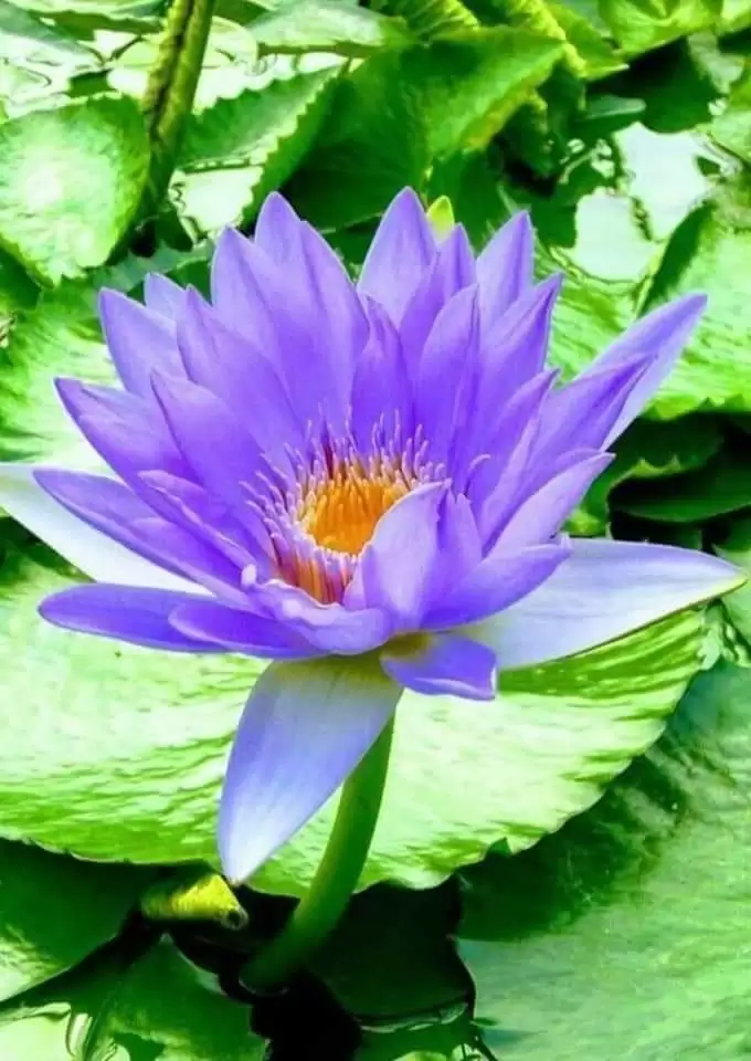 CẢM ƠN NGƯỜI…