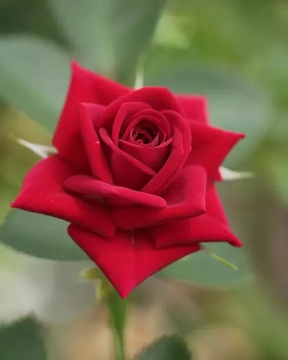 THƯƠNG NHỚ NGƯỜI DƯNG