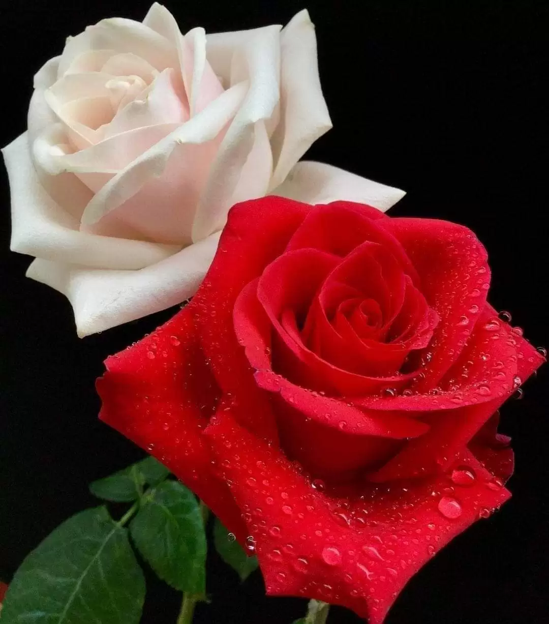 ĐỪNG TƯỞNG EM KHÔNG DÁM BUÔNG TAY