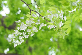 Mùa hoa Sưa dấu yêu