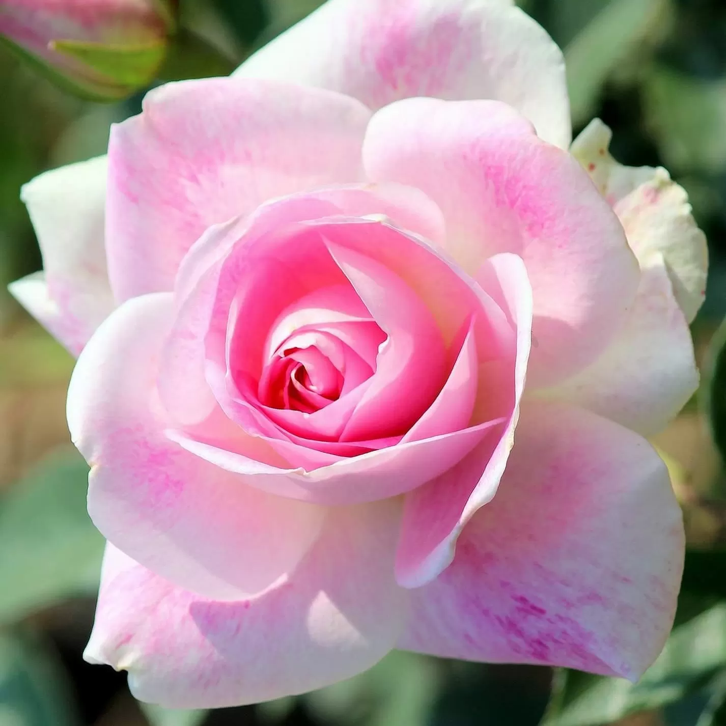 NỖI ĐAU SÓT LẠI