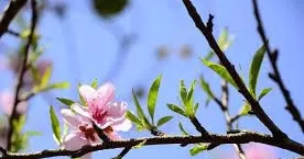 KÝ ỨC XƯA BÊN MẸ