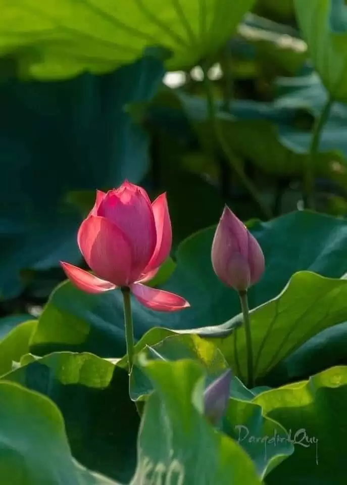 BÊN MỘT NGƯỜI VÔ TÂM