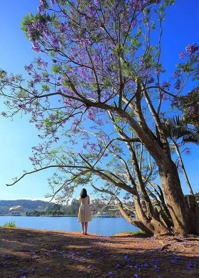 NỖI NHỚ PHƯƠNG XA