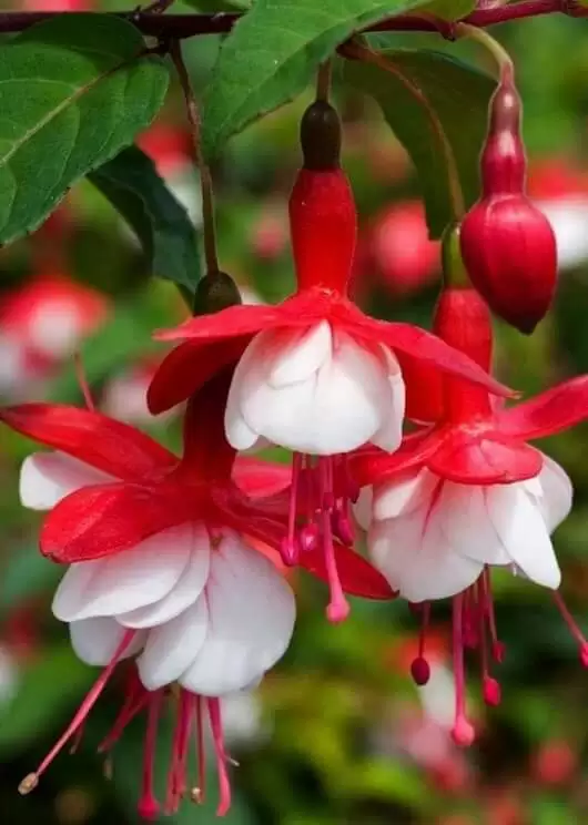 CHỈ MÃI LÀ NỖI NHỚ ĐẦY VƠI