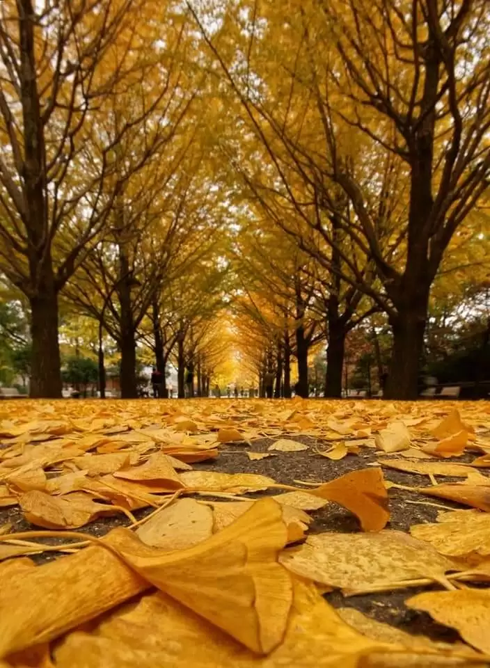 CHIẾC LÁ CUỐI THU