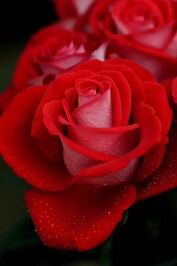 EM HÃY LÀ DUY NHẤT CHÍNH EM THÔI