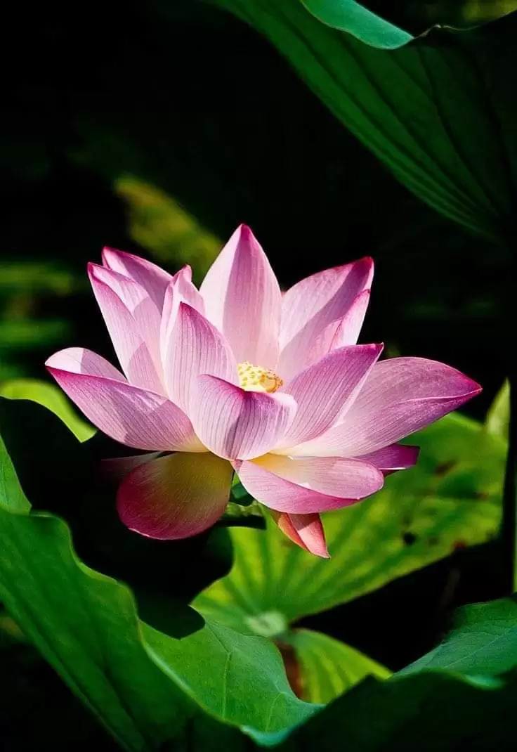 PHỤ NỮ THỜI NAY