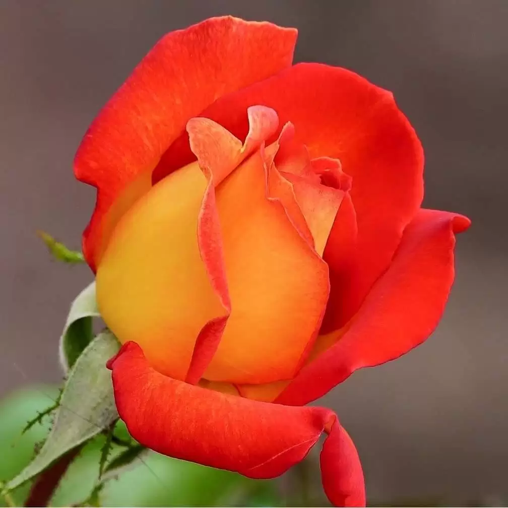 TÔI NGHÌN NĂM ĐỢI