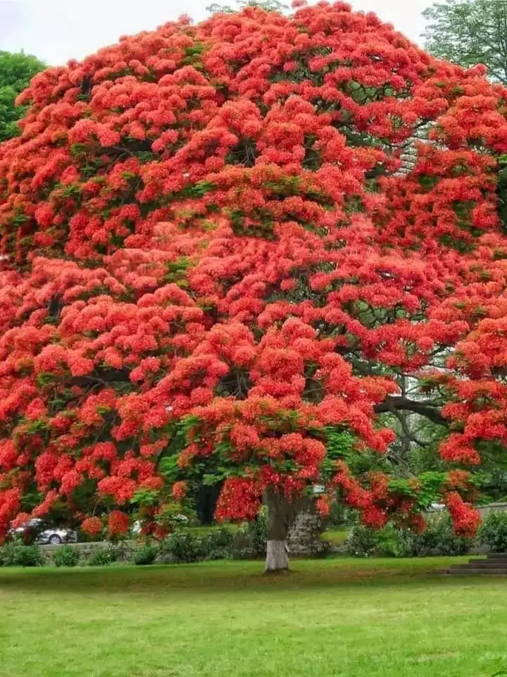 NỖI NHỚ HẠ THƯƠNG