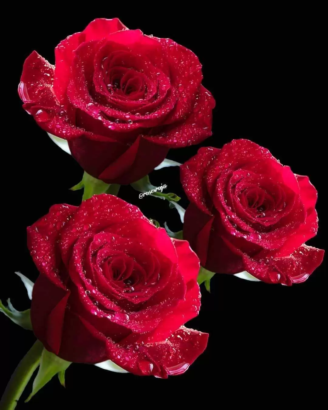 THANH XUÂN KHÔNG HỐI TIẾC