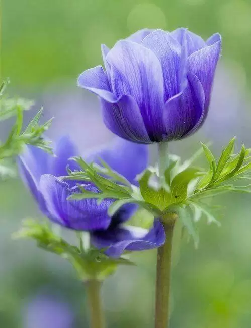 NGƯỢC LỐI KHÔNG NHAU (2)