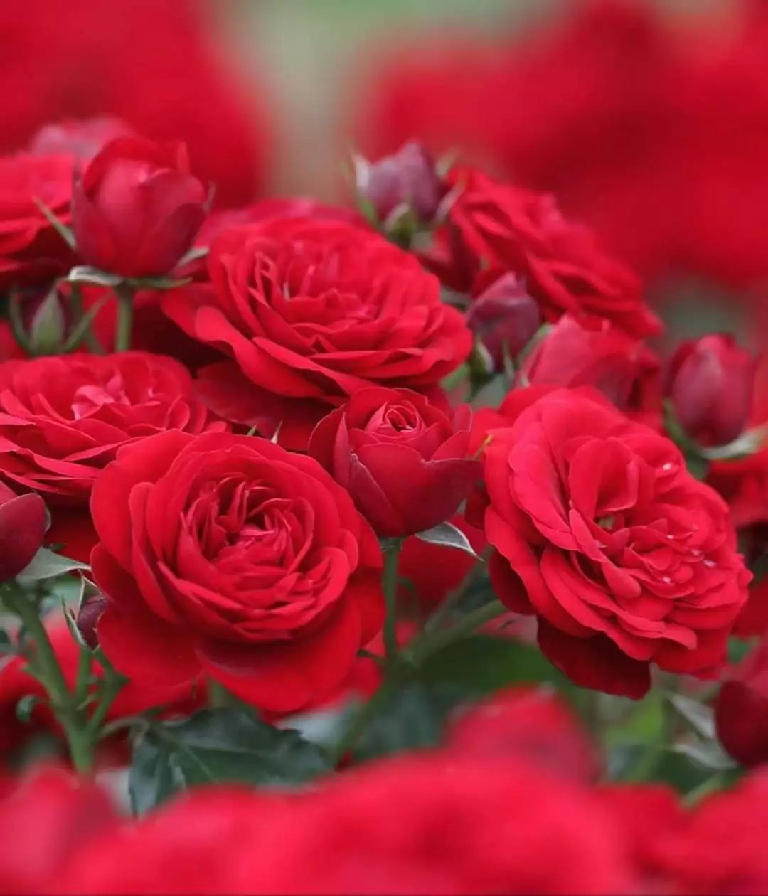 ĐI QUA MÙA THƯƠNG NHỚ