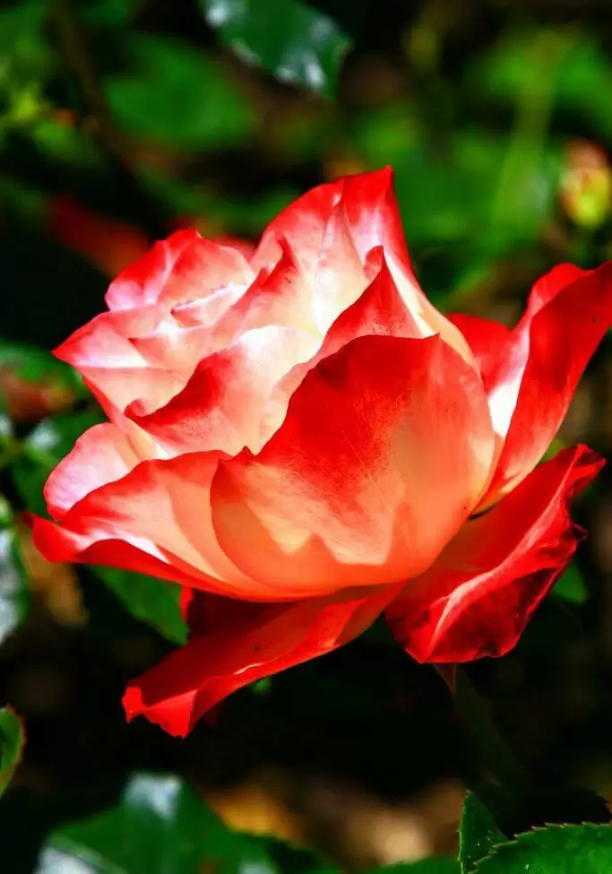 ĐÃ LÂU RỒI ANH QUEN GỌI CHO AI