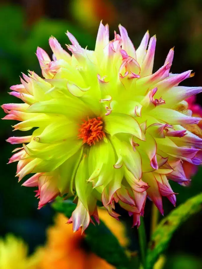 CÒN LẠI GÌ, NGOÀI DĨ VÃNG PHÔI PHA