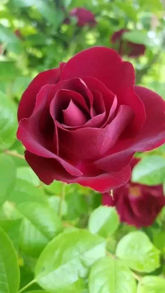 VỢ LÀ TẤM GƯƠNG PHẢN CHIẾU CỦA CHỒNG