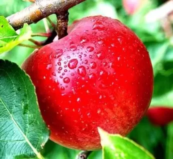 VIẾT CHO TUỔI BỐN MƯƠI