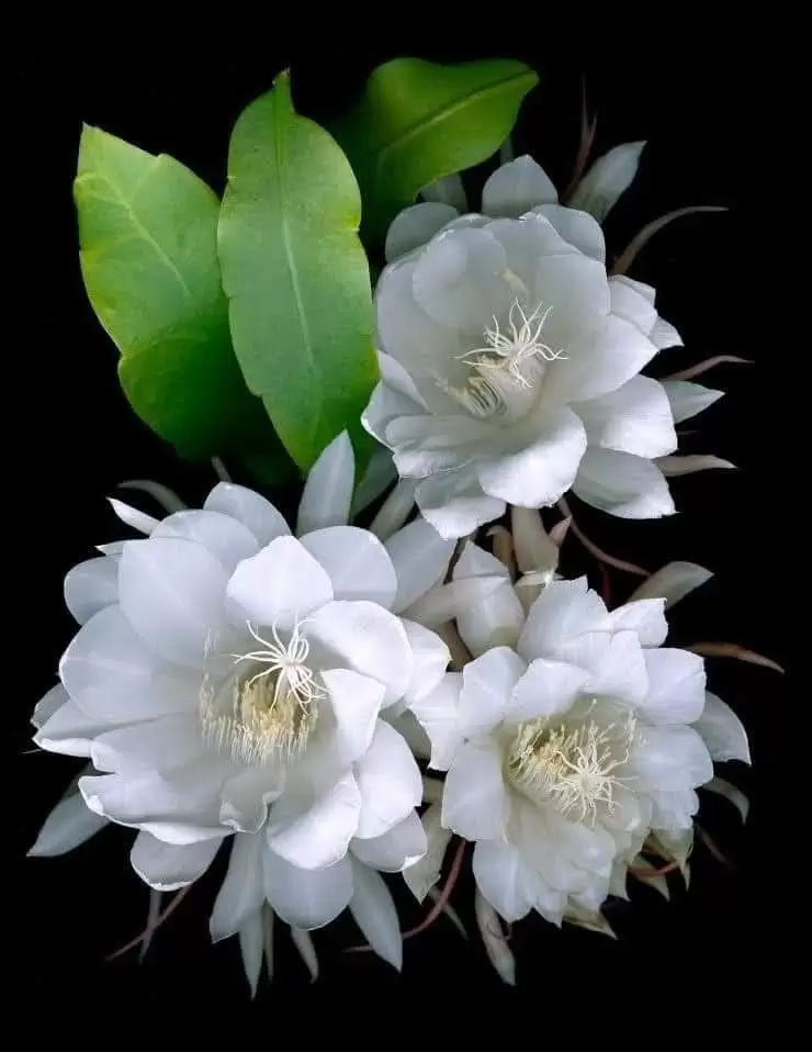 MÃI ĐỢI ANH VỀ