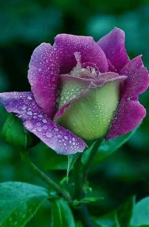 NGƯỜI CỨ ĐI ĐI