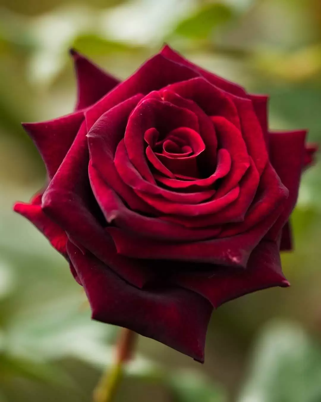 NHUNG NHỚ NGƯỜI XA