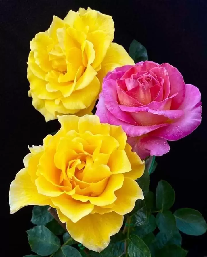 VÔ TÌNH BƯỚC NHƯ NGƯỜI DƯNG ANH NHÉ