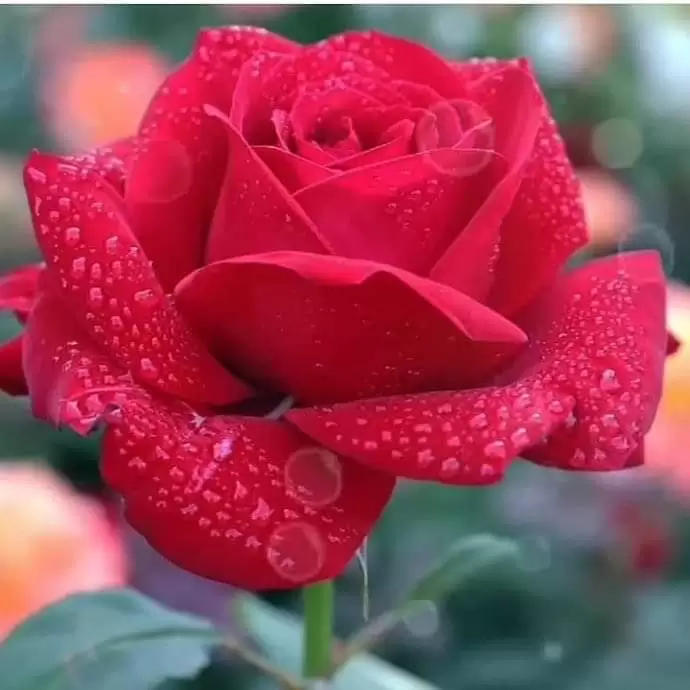 CÔ GÁI NGỐC LÀ EM