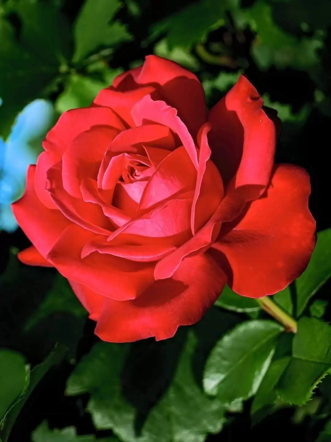 RỒI MỘT NGÀY XA LẠ