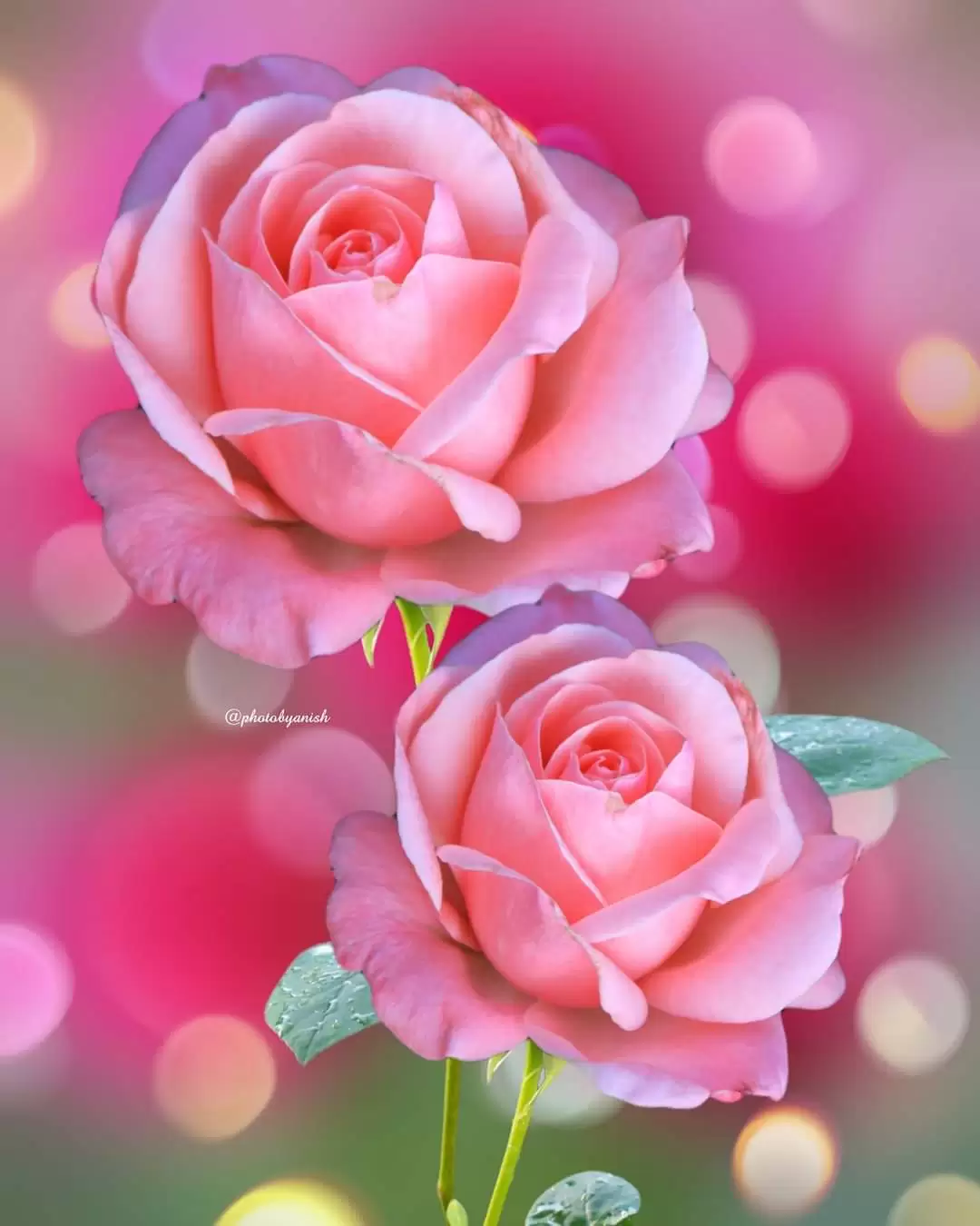 NGƯỜI HÃY CỨ ĐI ĐI