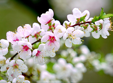 TRÁCH HUẾ DỊU DÀNG