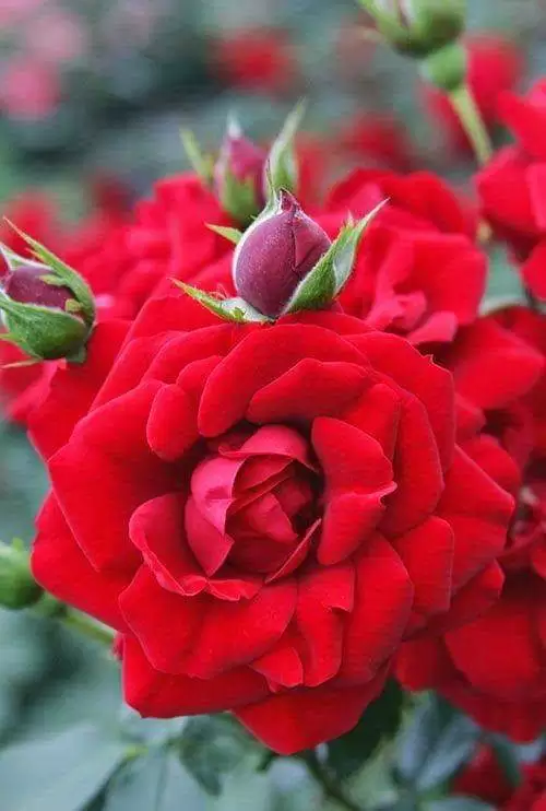 THƯƠNG NHỚ LẮM