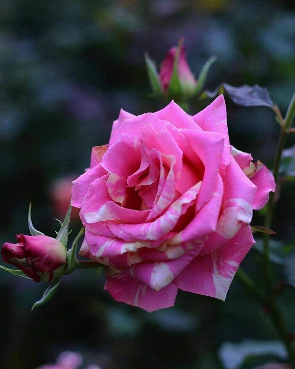 ĐỂ EM DỌN DẸP NỖI BUỒN RỒI ĐI