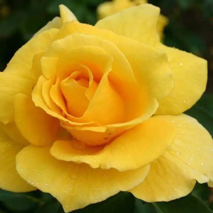 YÊU NHƯ YÊU NGÀY CUỐI