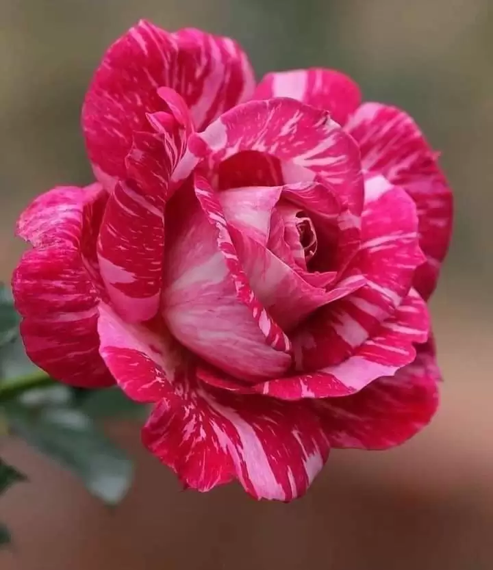 GIỮ MÃI TÌNH ĐAU