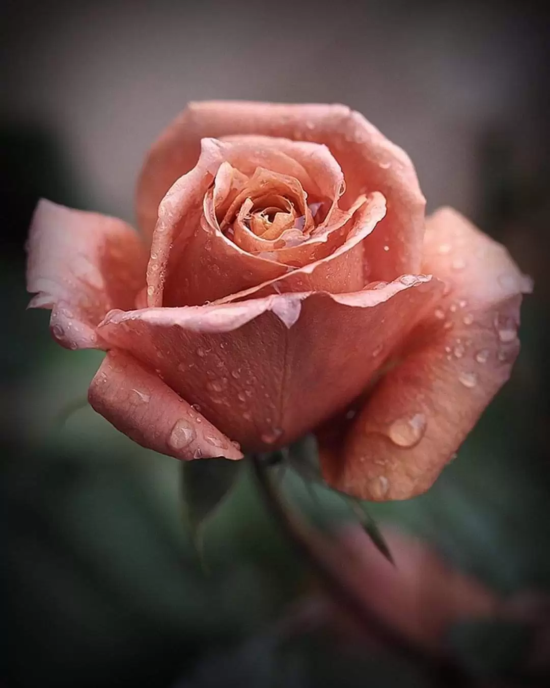 KHOẢNG TRỜI XA VẮNG