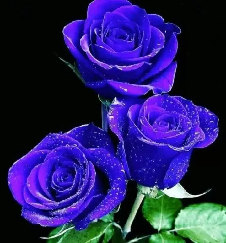 BÀI TƯƠNG TƯ KHÔNG SỐ