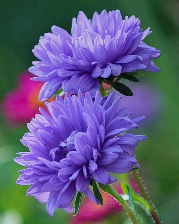 THƯƠNG NHỚ ĐONG ĐẦY