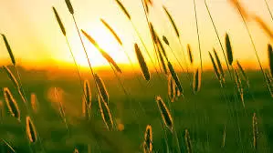 Cho đời nụ cười