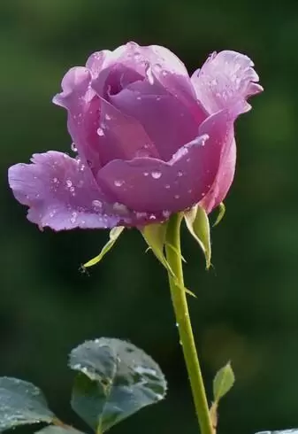 EM YÊU NGƯỜI ĐÀN ÔNG CŨ