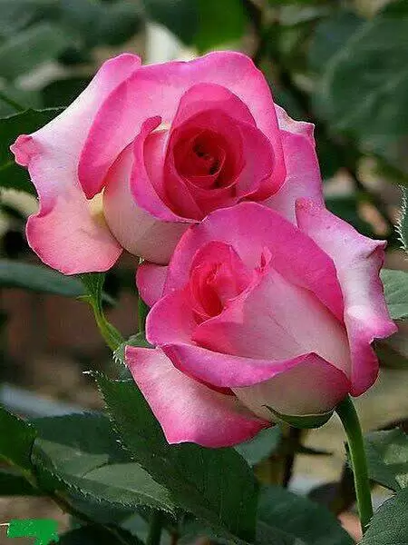 NÓI THẬT LÒNG…!