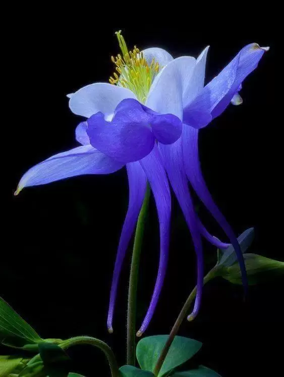 DẠY EM CÁCH QUÊN ANH ĐI