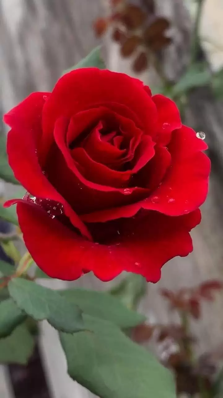 GỬI NGƯỜI TÌNH XA