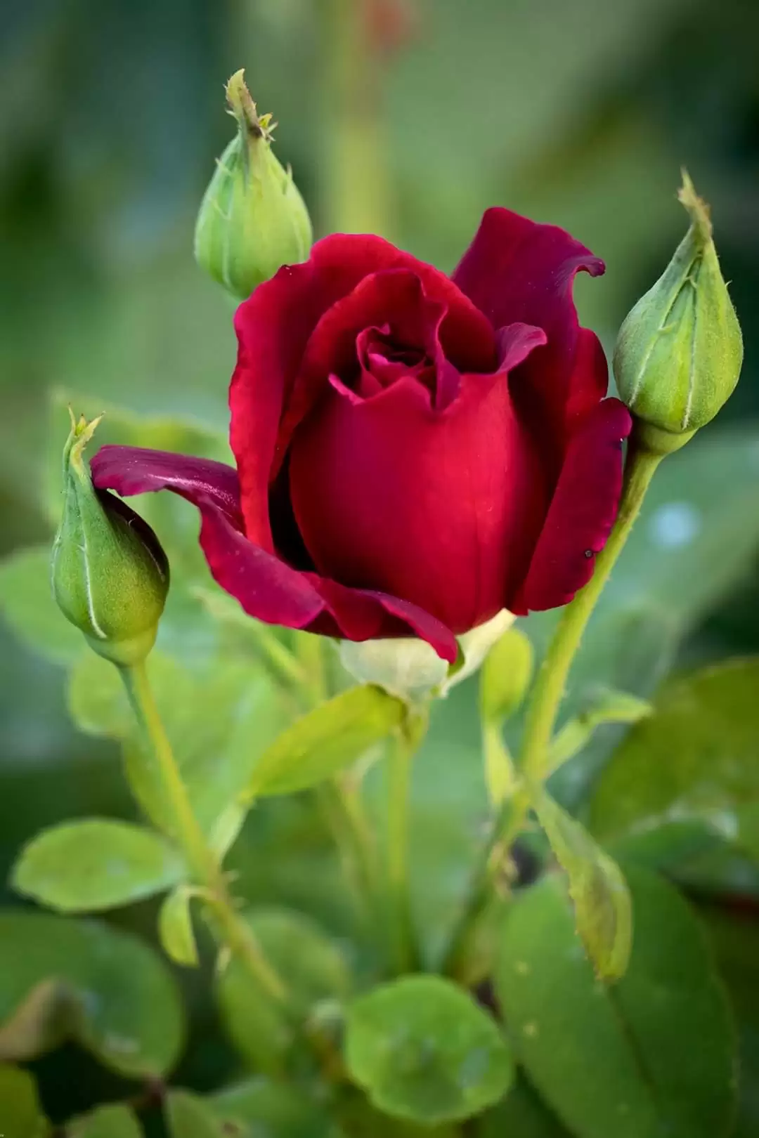 THẦM GỌI TÊN ANH