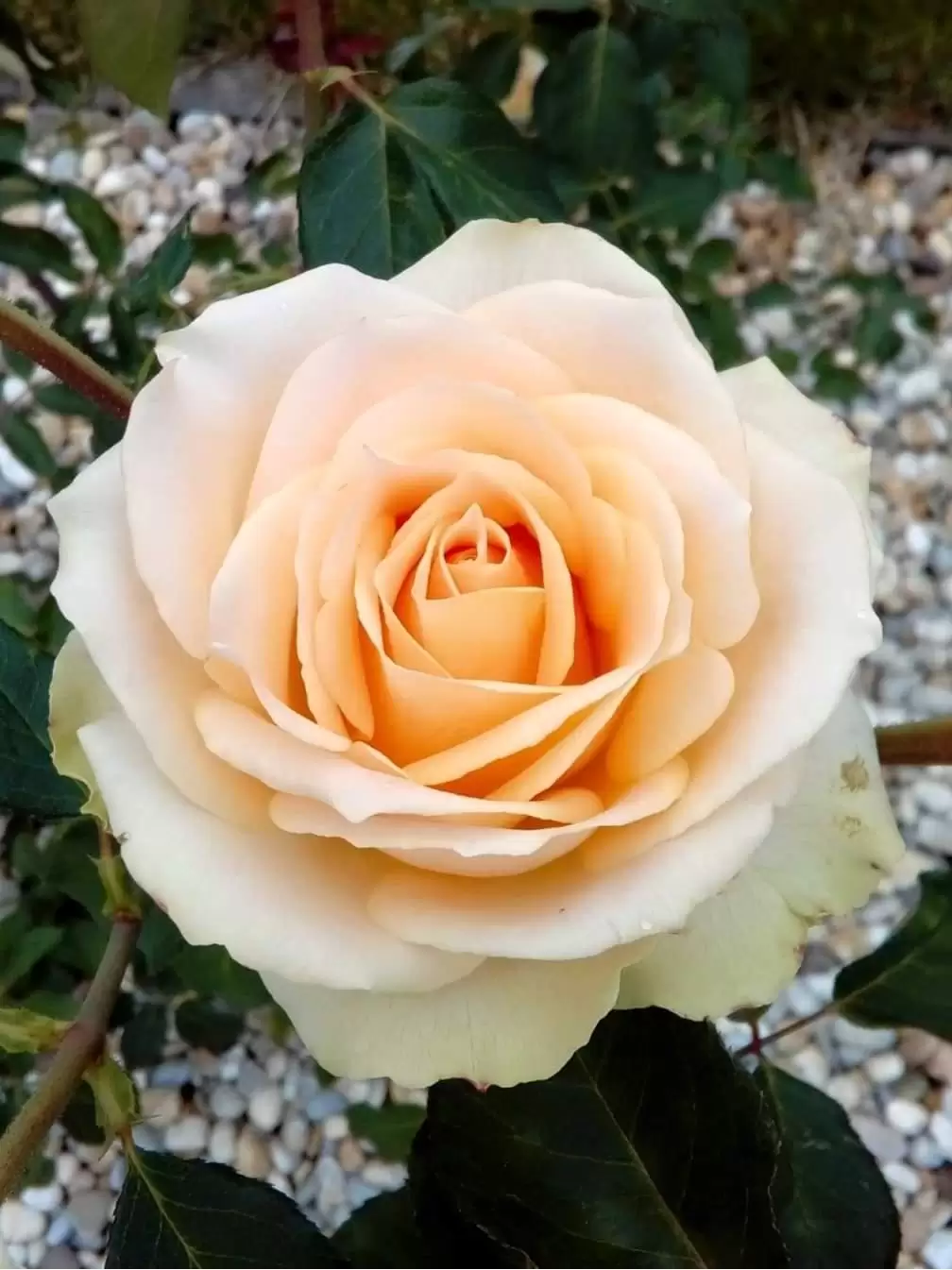 ANH ĐỪNG GHEN VỚI THƠ