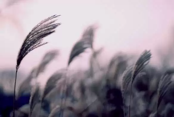 MƯA HÌNH SIN TRONG MẮT